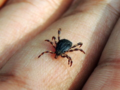 Hyalomma