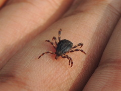 Hyalomma