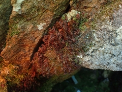 Hymenophyllum wilsonii