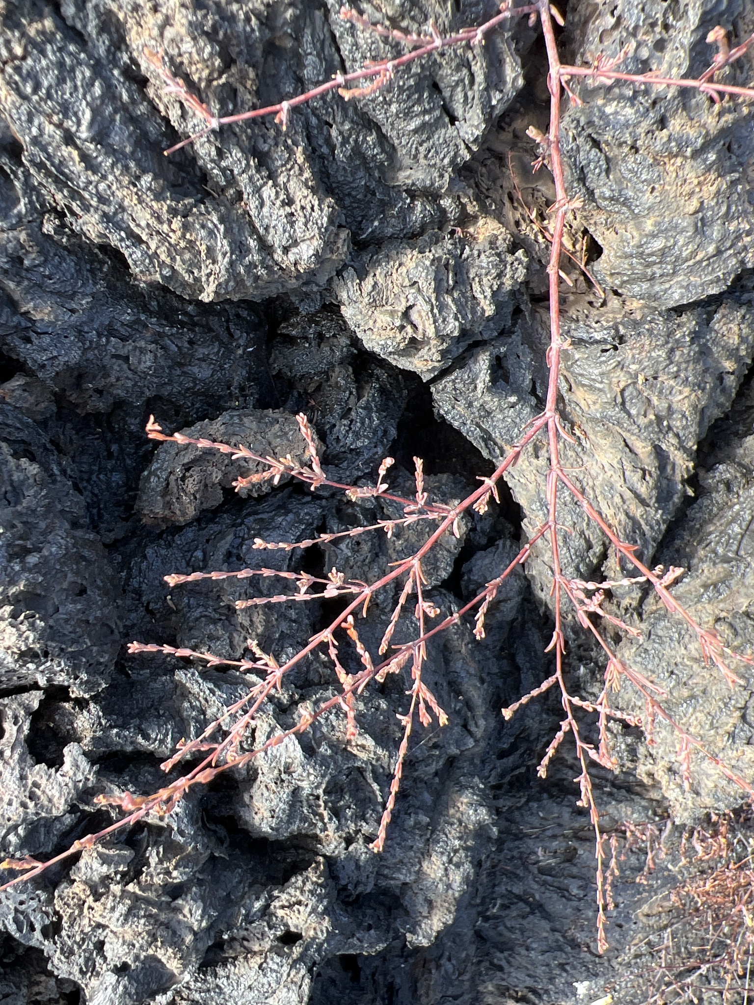 Euphorbia abdita
