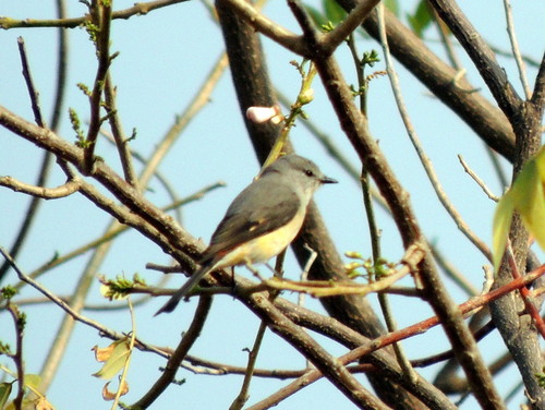 Pericrocotus cinnamomeus