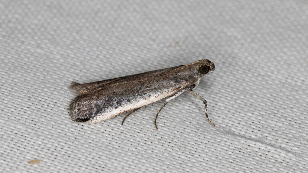 Assara proleuca