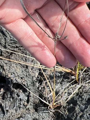 Cyperus anderssonii observed 2024-01-20