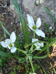 Ornithogalum umbellatum