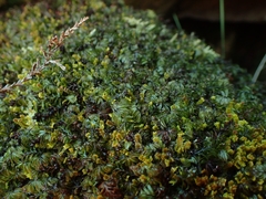 Hymenophyllum wilsonii