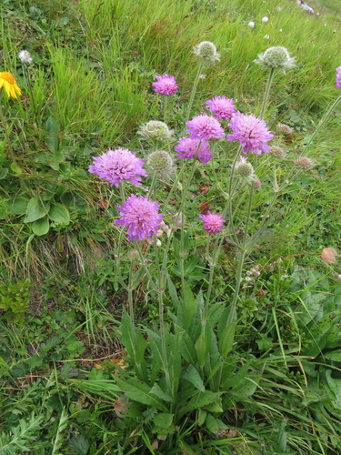 Knautia longifolia (Knautia longifolia)