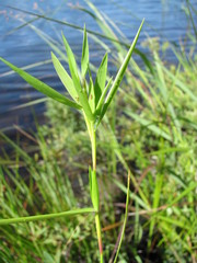 Dichanthelium spretum