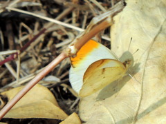 Colotis aurora