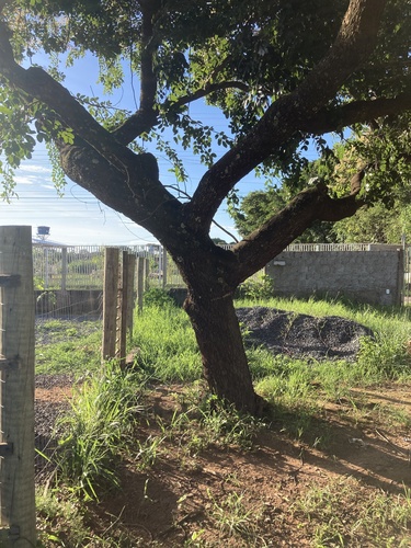 Foto de Copaíba