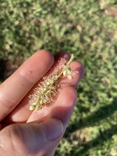 Foto de Copaíba