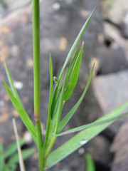 Dichanthelium spretum