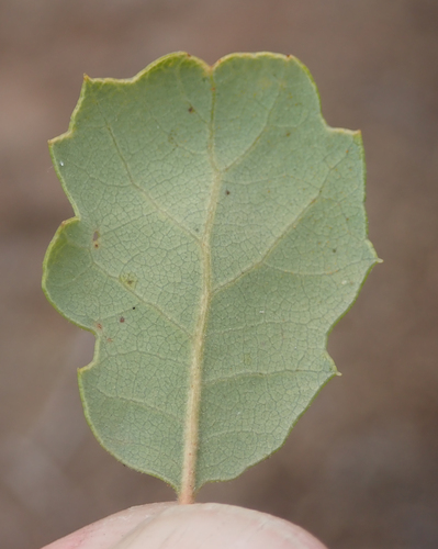 California scrub oak