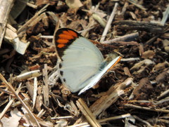 Colotis etrida