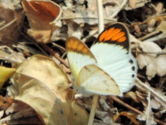 Colotis etrida