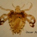 Crab Louse - Photo (c) Oscar Angel Sánchez Flores, some rights reserved (CC BY-NC), uploaded by Oscar Angel Sánchez Flores