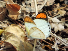 Colotis etrida