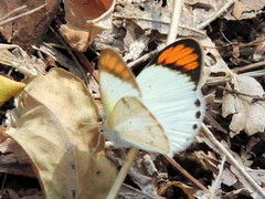 Colotis etrida