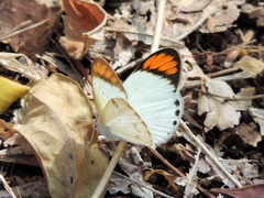 Colotis etrida
