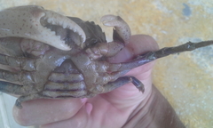 Sylviocarcinus piriformis