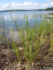 Panicum virgatum spissum