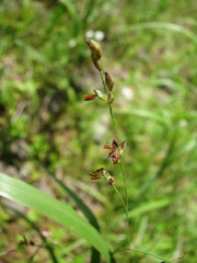 Panicum virgatum spissum