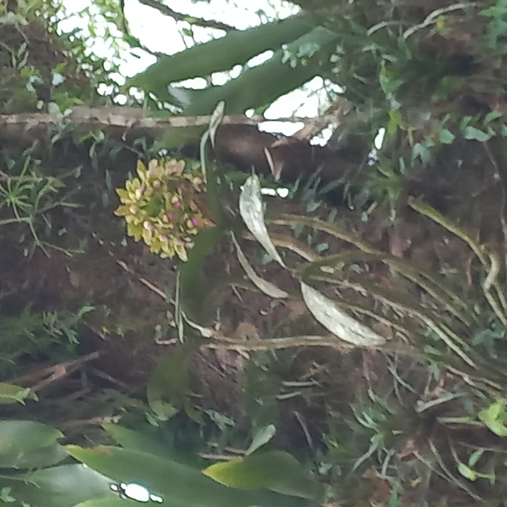 Cattleya guttata; photograph (c) Patrícia Mees, some rights reserved (CC BY)