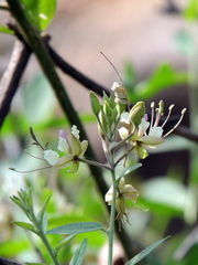 Cadaba fruticosa