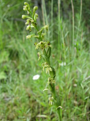 Platanthera flava