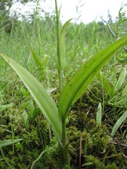 Platanthera flava