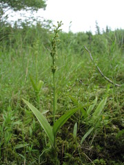 Platanthera flava