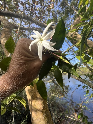 Jasminum laurifolium iNat (3)