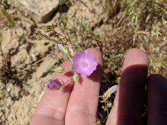 Eremalche parryi kernensis