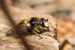 Criorhina bubulcus