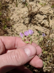 Eremalche parryi kernensis