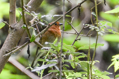 Slaty Bunting (Emberiza siemsseni), photo 7