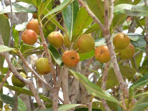 Image of Uapaca bojeri by (c) amantedarmanin, some rights reserved (CC BY)