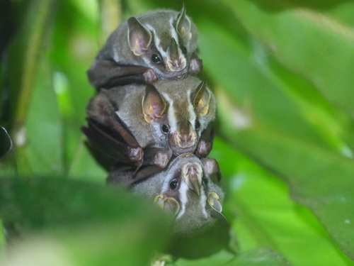 Stenodermatinae image