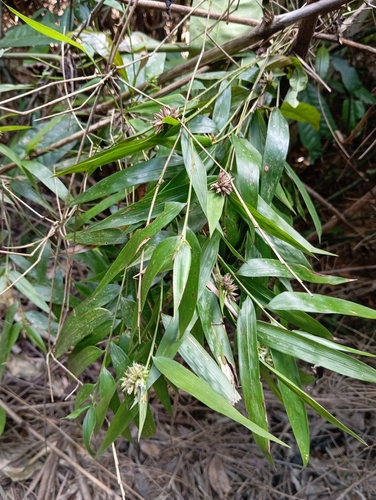 Chusquea capitata