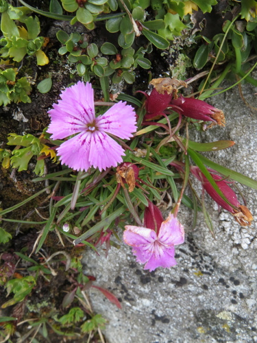 Image of Dianthus glacialis by (c) Milan Chytrý, some rights reserved (CC BY)