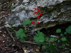 Salvia roemeriana