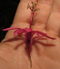 Passiflora tacsonioides