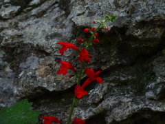 Salvia roemeriana