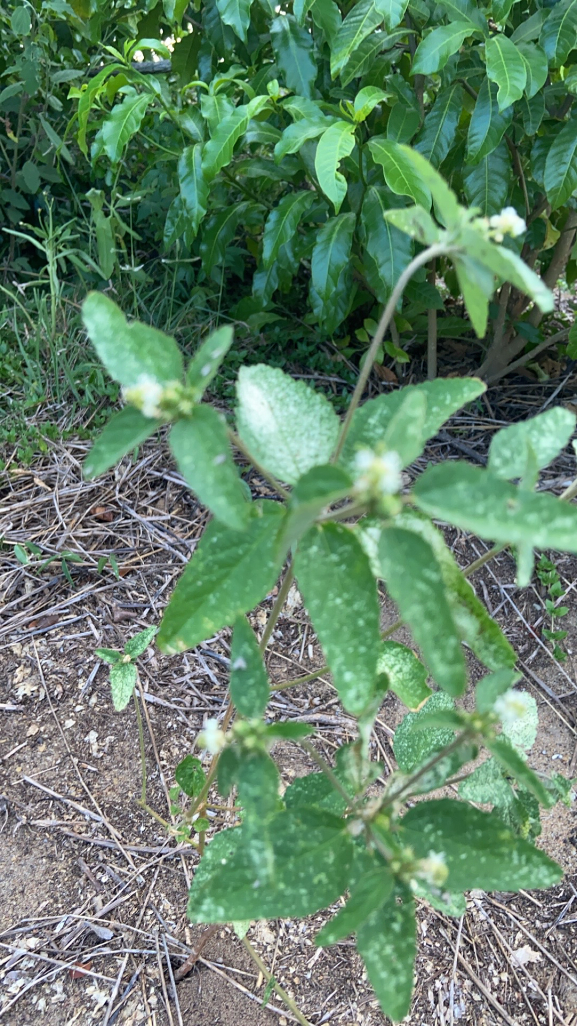 Croton glandulosus