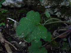 Salvia roemeriana