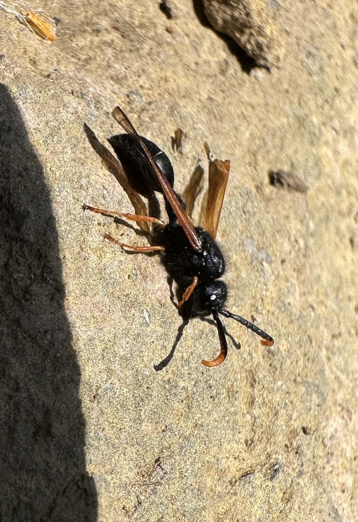 Protodiscoelius schachovshoyi