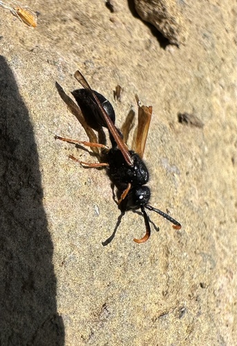 Protodiscoelius schachovshoyi