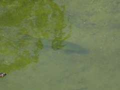 Micropterus salmoides