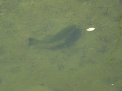 Micropterus salmoides