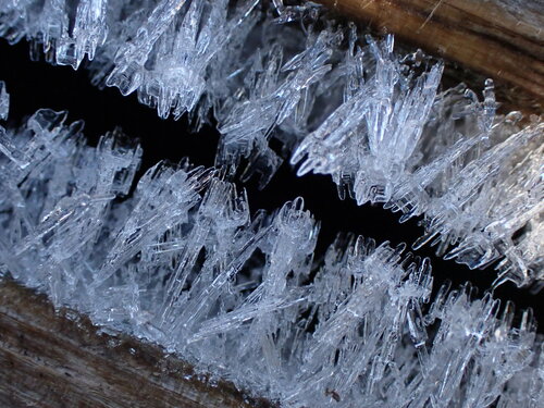 Sklaidžioji vaškaplutė nuotrauka