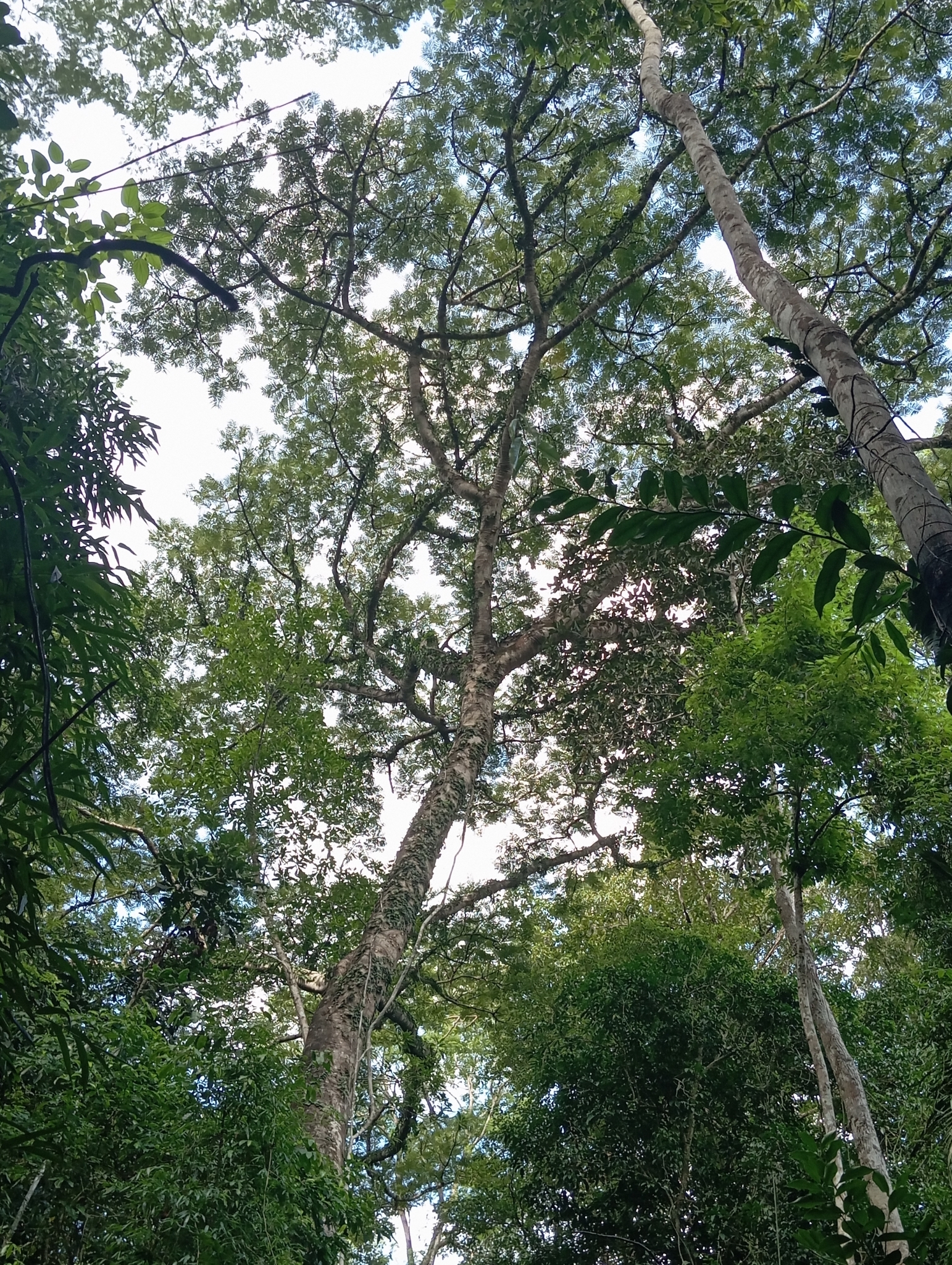 Imagem de Guapuruvu